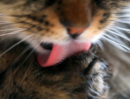Les moustaches du chat