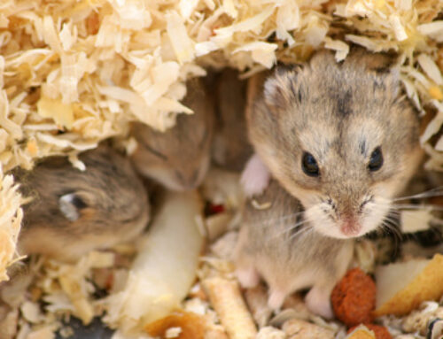 Le hamster