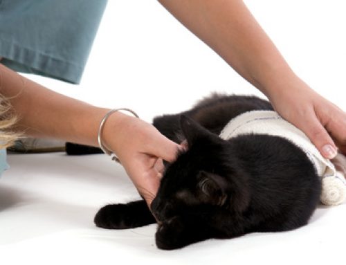 Les urgences chez le chat