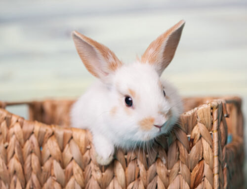 Le lapin