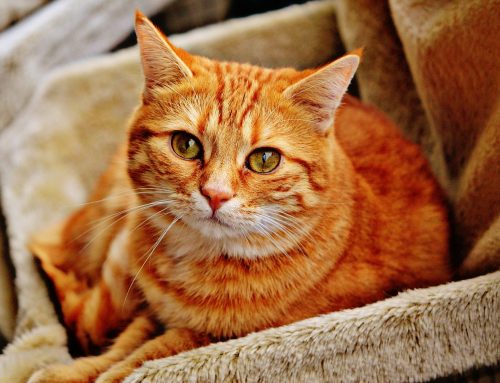 Calculs urinaires du chat