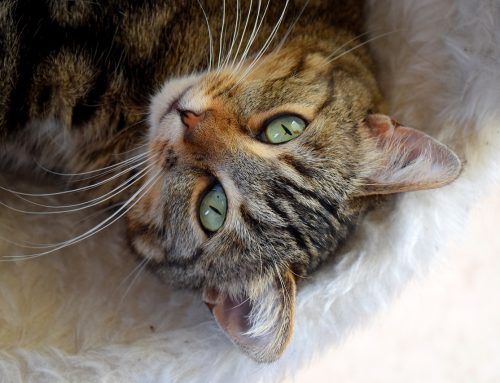 La castration du chat