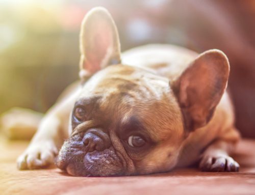 La stérilisation chez le chien